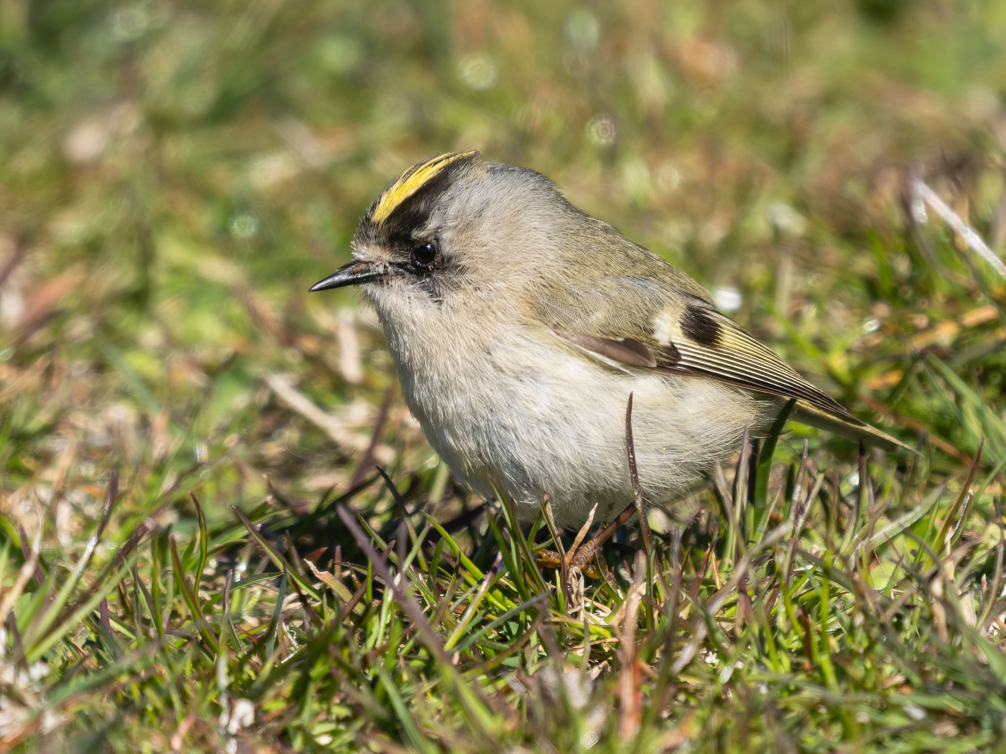 351 260424 1532 H  1HR5963 DxO DeepPRIME 3